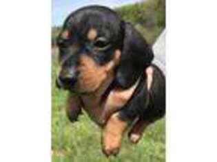 Dachshund Puppy for sale in Adairsville, GA, USA