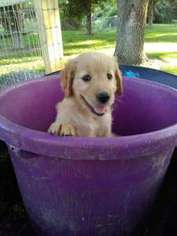 Golden Retriever Puppy for sale in Alvin, TX, USA