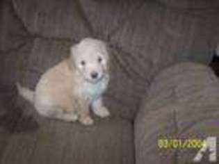 Mutt Puppy for sale in CORINTH, WV, USA