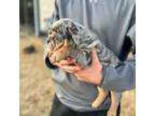 Bulldog Puppy for sale in Springfield, MO, USA