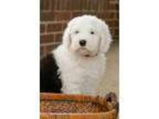 Old English Sheepdog Puppy for sale in Goshen, IN, USA