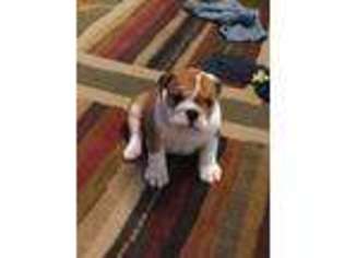 Bulldog Puppy for sale in Lampe, MO, USA