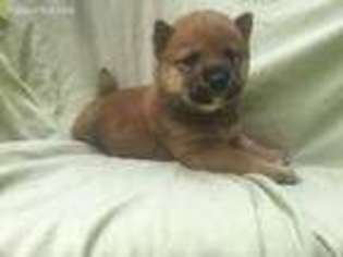 Shiba Inu Puppy for sale in Cocoa, FL, USA