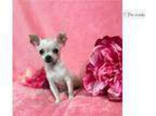 Chihuahua Puppy for sale in Stillwater, OK, USA