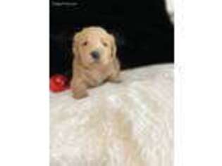 Labradoodle Puppy for sale in Culver, IN, USA