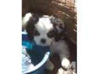 Cavalier King Charles Spaniel Puppy for sale in VISTA, CA, USA