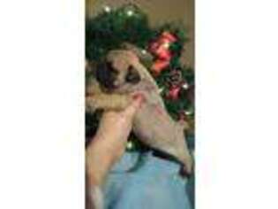 Frenchie Pug Puppy for sale in Williamsburg, OH, USA
