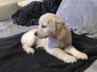 Golden Retriever Puppy for sale in Jacksonville, AL, USA