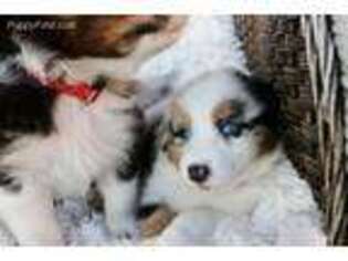 Australian Shepherd Puppy for sale in Celina, TX, USA