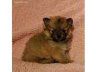 Pomeranian Puppy for sale in Kannapolis, NC, USA