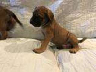 Mastiff Puppy for sale in Washington, PA, USA
