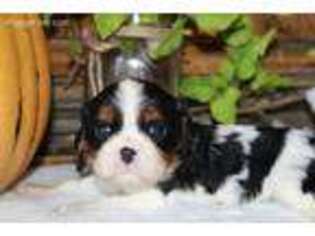 Cavalier King Charles Spaniel Puppy for sale in Elkton, SD, USA