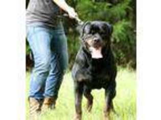 Rottweiler Puppy for sale in Salem, AL, USA