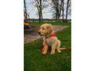 Golden Retriever Puppy for sale in New Philadelphia, OH, USA