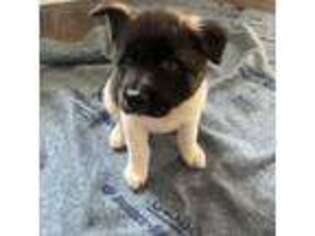 Akita Puppy for sale in Bedford, IN, USA