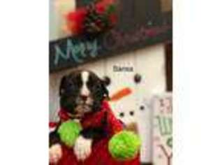 Boxer Puppy for sale in Bristol, TN, USA