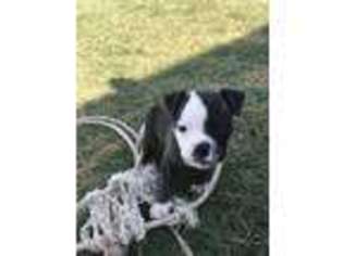 Olde English Bulldogge Puppy for sale in Tuscola, TX, USA