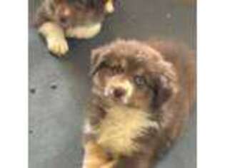 Australian Shepherd Puppy for sale in Sandersville, GA, USA