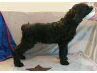 Black Russian Terrier Puppy for sale in Dunnellon, FL, USA