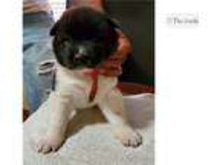 Akita Puppy for sale in Lincoln, NE, USA