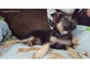 German Shepherd Dog Puppy for sale in Eden, WI, USA