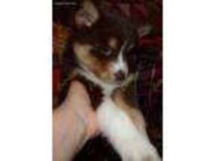 Siberian Husky Puppy for sale in Tecumseh, MI, USA