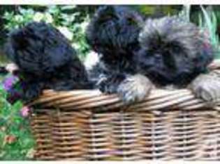 Doberman Pinscher Puppy for sale in BEROUN, MN, USA