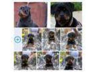 Rottweiler Puppy for sale in Toledo, OH, USA