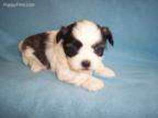 Shorkie Tzu Puppy for sale in Gresham, WI, USA
