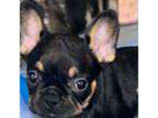 French Bulldog Puppy for sale in Kinston, NC, USA