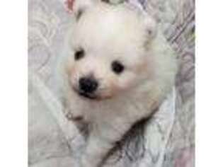 Pomeranian Puppy for sale in Bells, TX, USA