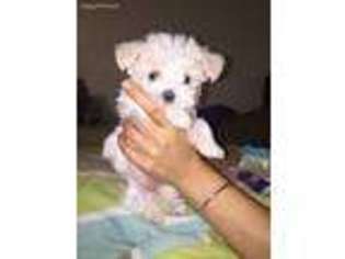 Maltese Puppy for sale in Southington, CT, USA