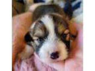 Pembroke Welsh Corgi Puppy for sale in Woodbridge, NJ, USA