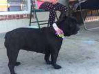 French Bulldog Puppy for sale in Moselle, MS, USA