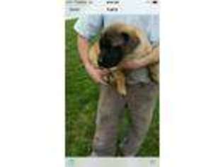 Mastiff Puppy for sale in Merrillville, IN, USA