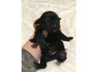 Labrador Retriever Puppy for sale in East Providence, RI, USA