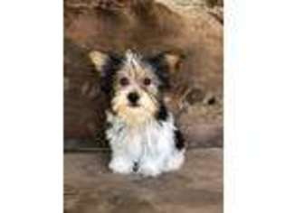 Yorkshire Terrier Puppy for sale in Hanceville, AL, USA