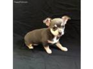 Chihuahua Puppy for sale in Nicholls, GA, USA
