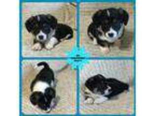 Pembroke Welsh Corgi Puppy for sale in Smiths Grove, KY, USA