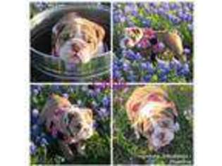 Bulldog Puppy for sale in Rowlett, TX, USA