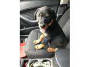Rottweiler Puppy for sale in Inglewood, CA, USA