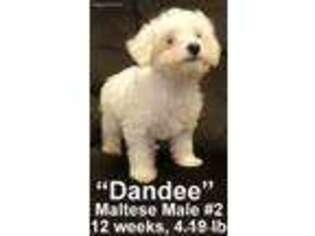 Maltese Puppy for sale in Somerset, KY, USA