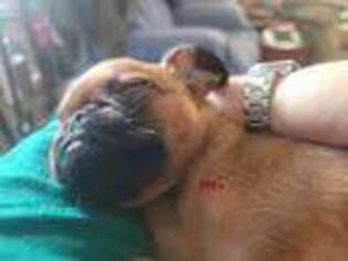 Brussels Griffon Puppy for sale in Pensacola, FL, USA
