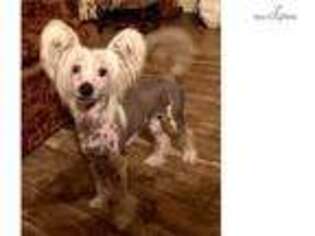Chinese Crested Puppy for sale in Fort Worth, TX, USA