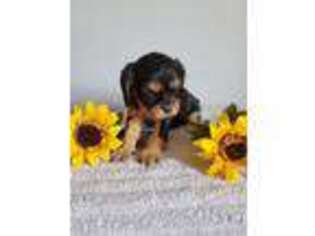 Cavalier King Charles Spaniel Puppy for sale in Scranton, IA, USA