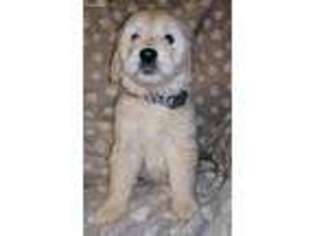 Goldendoodle Puppy for sale in Dansville, NY, USA