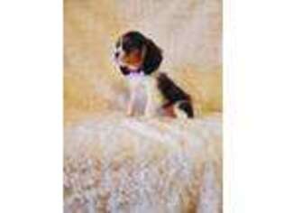 Cavalier King Charles Spaniel Puppy for sale in Wesley, AR, USA