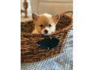 Pembroke Welsh Corgi Puppy for sale in Auburn, WA, USA