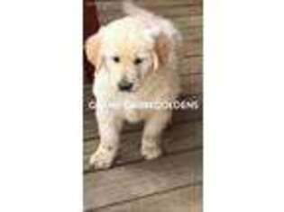 Golden Retriever Puppy for sale in Inola, OK, USA
