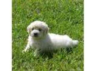 Goldendoodle Puppy for sale in Crawfordville, GA, USA